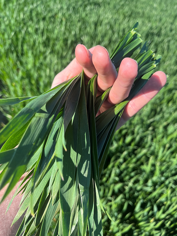 Hånd der holder hvedeblade mellem fingrene